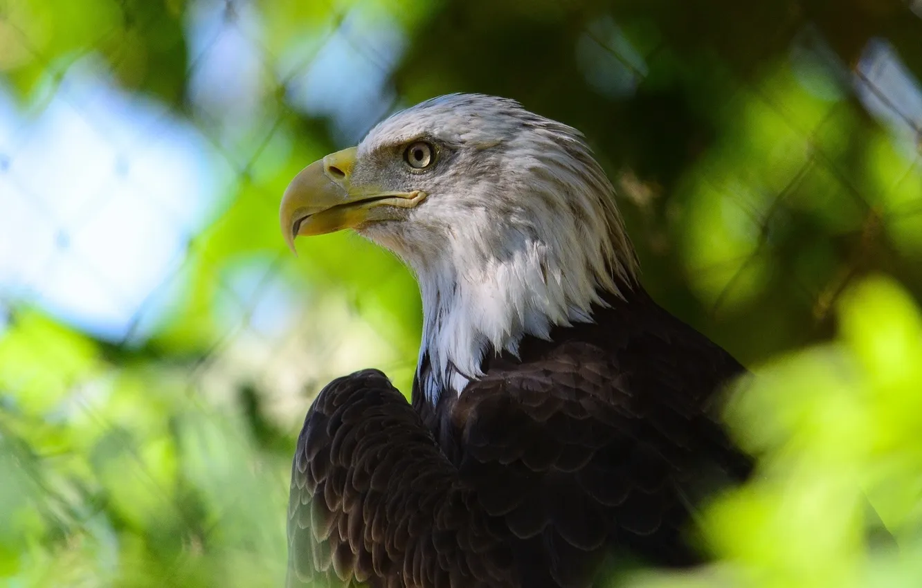Photo wallpaper predator, beak, profile, bald eagle