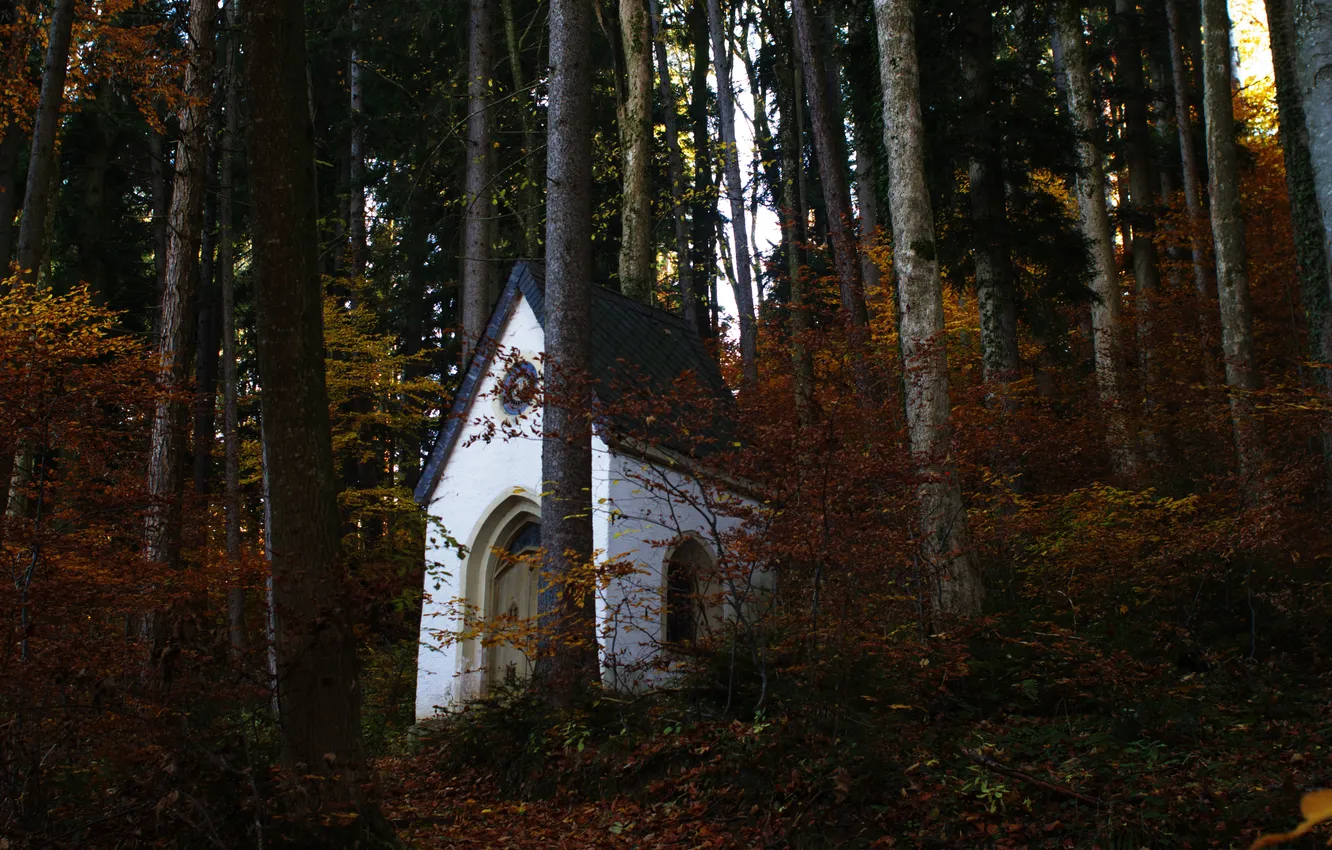 Photo wallpaper forest, leaves, the sun, trees, branch, chapel