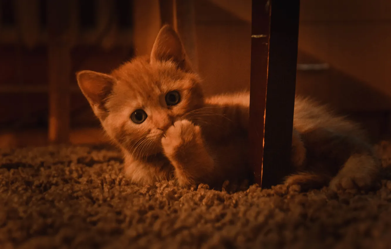 Photo wallpaper cat, cat, kitty