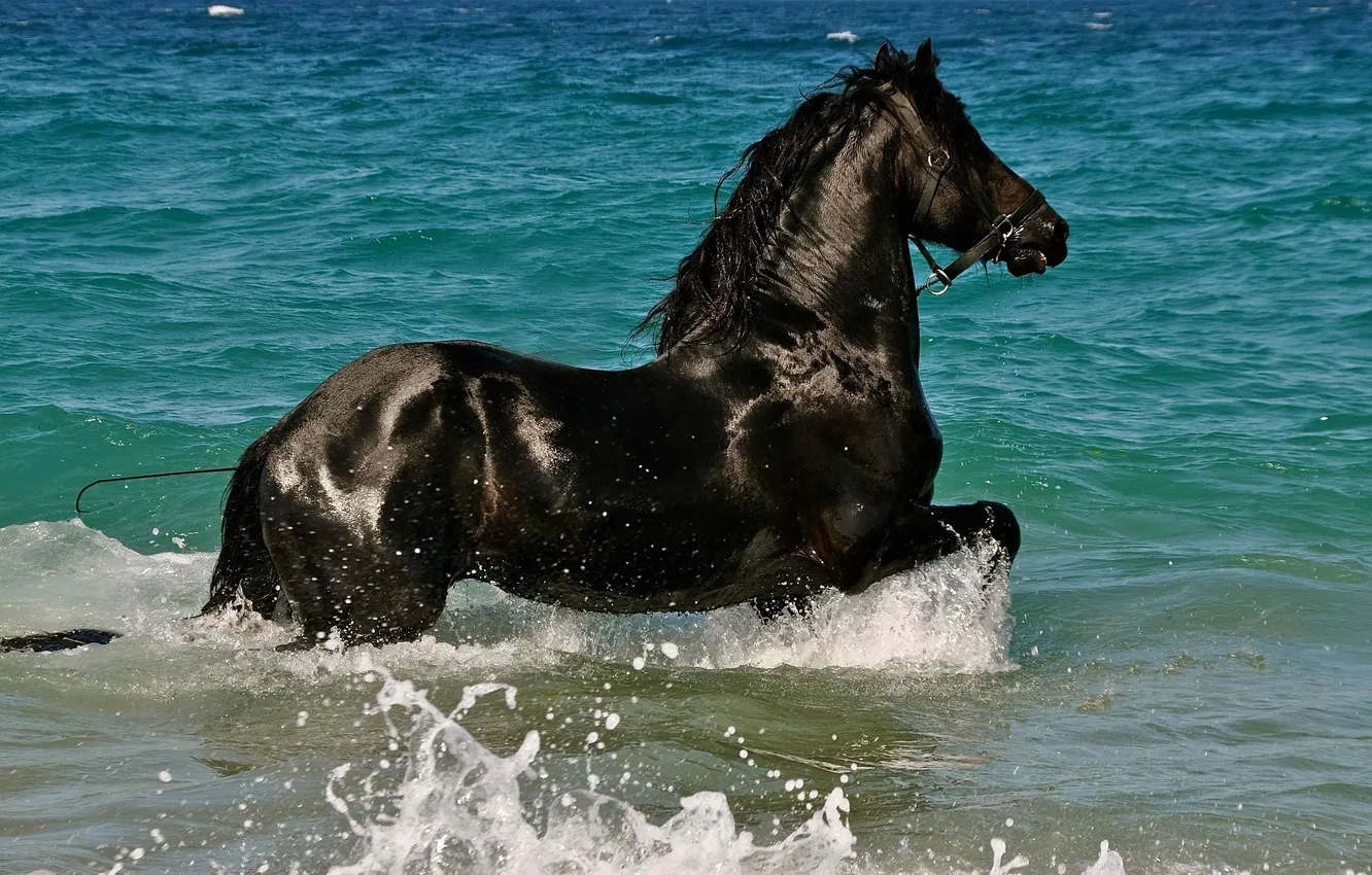 Photo wallpaper water, squirt, horse, horse, bathing, crow