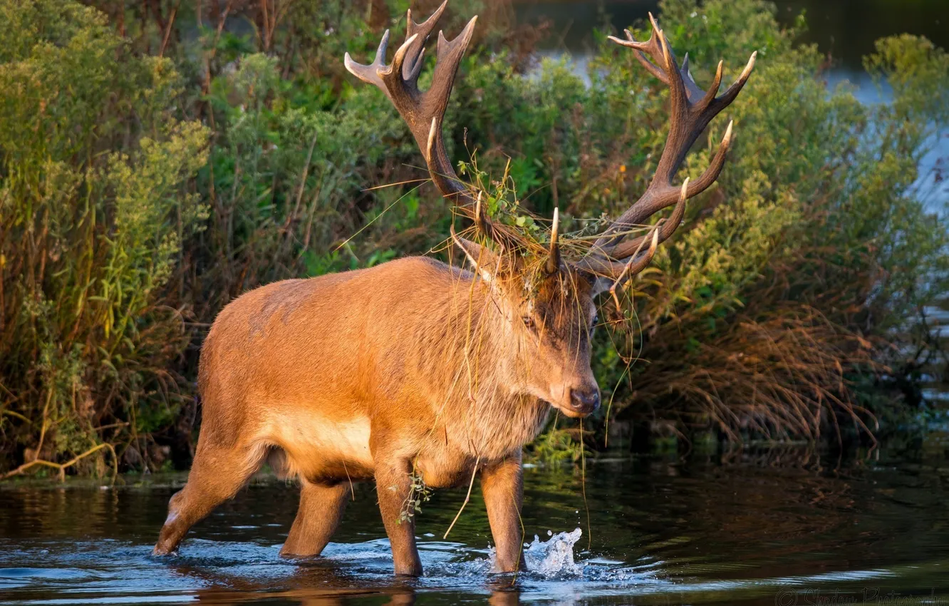 Photo wallpaper autumn, face, thickets, deer, horns, pond