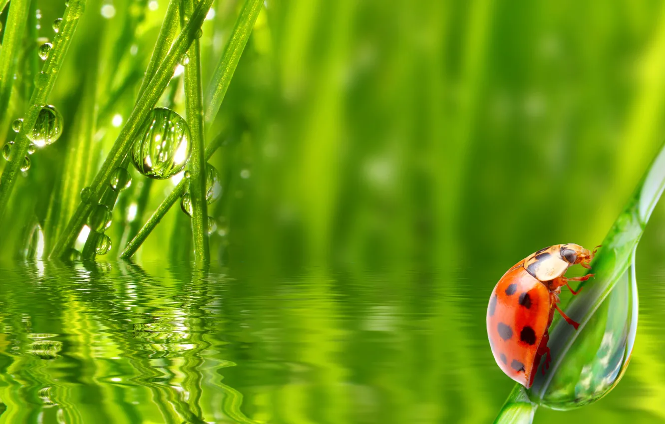 Photo wallpaper grass, water, drops, Rosa, ladybug, morning, insect