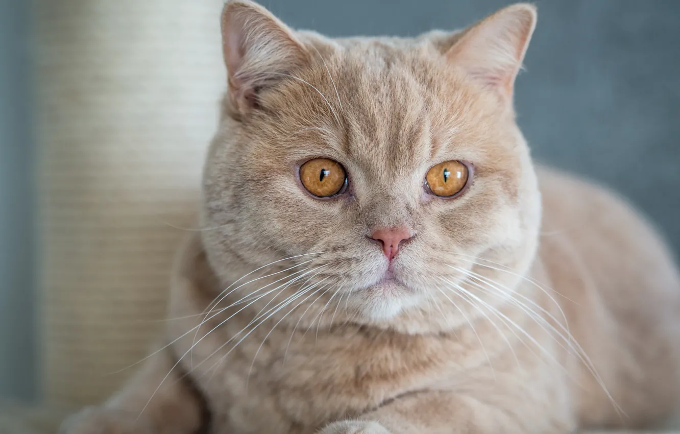 Photo wallpaper cat, look, muzzle, handsome, British Shorthair