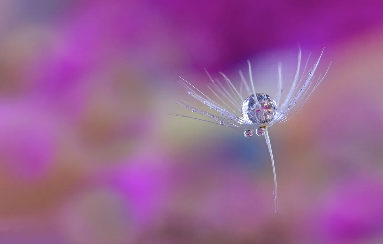 Photo wallpaper water, drops, Rosa, paint, blade of grass