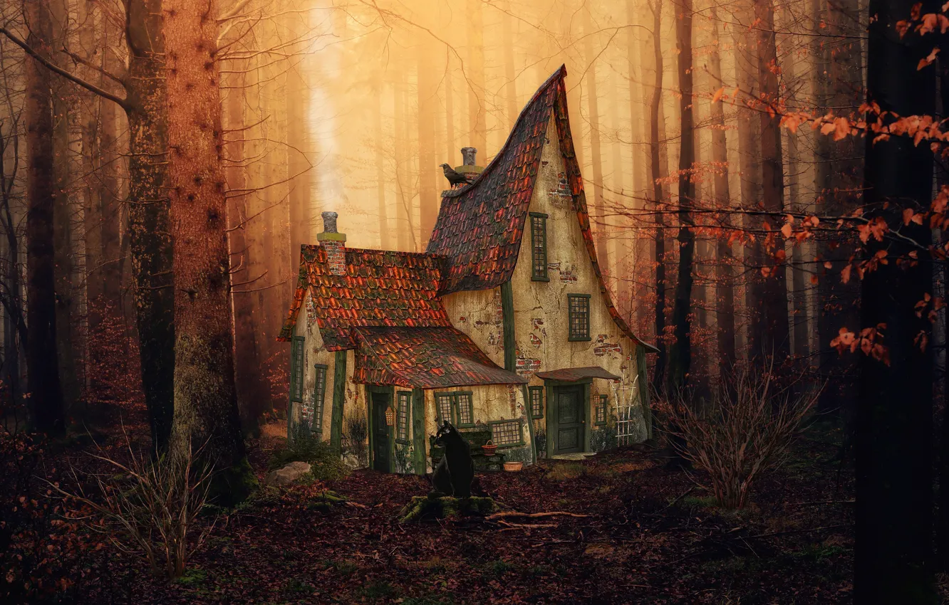 Photo wallpaper roof, autumn, forest, cat, cat, light, trees, sunset