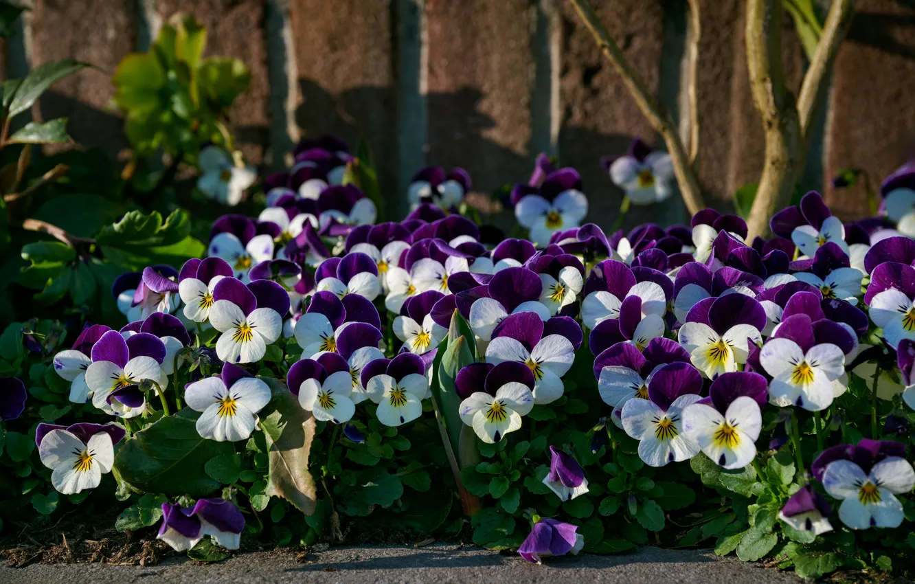 Photo wallpaper flowers, spring, violet