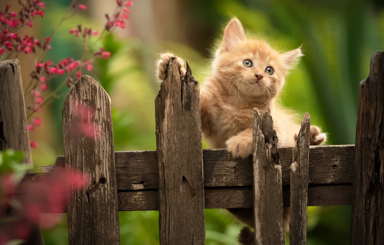 Photo wallpaper the fence, baby, red, kitty, Yuriy Korotun
