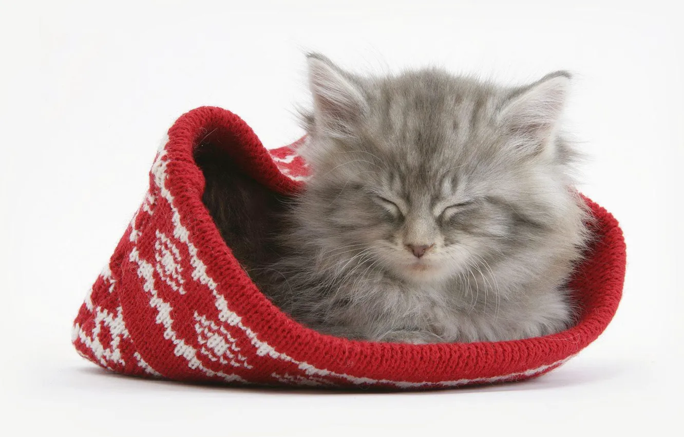 Photo wallpaper kitty, hat, Cat, sleeping