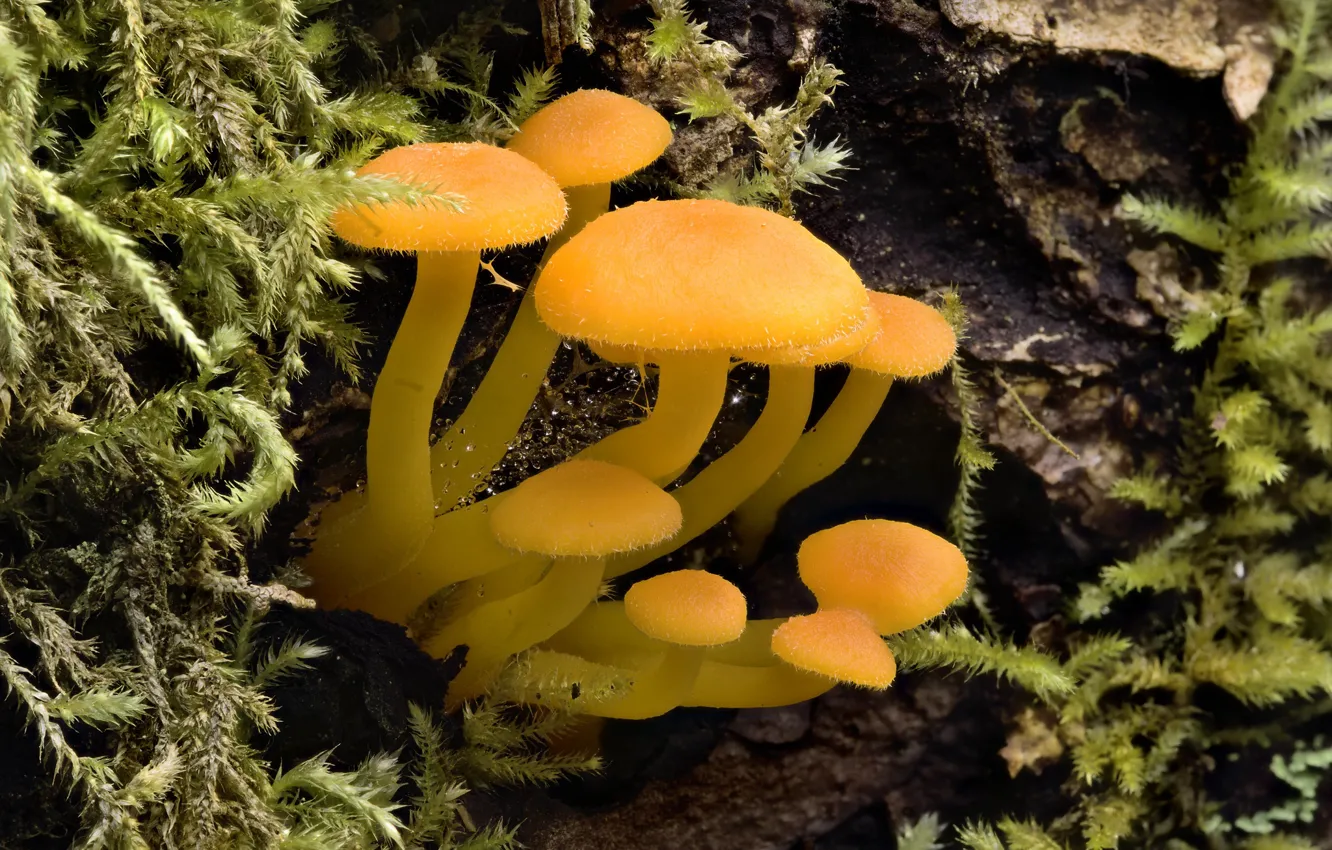 Photo wallpaper mushrooms, moss, Martin Dollenkamp
