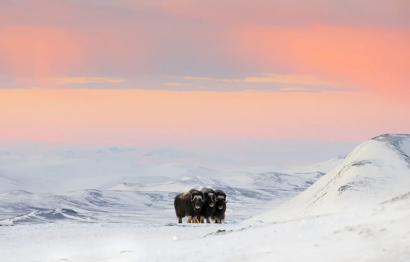 Photo wallpaper winter, the sky, snow, mountains, nature, dawn, hills, morning