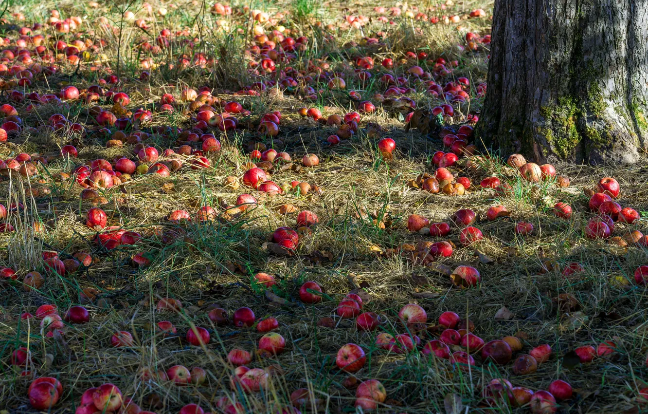 Photo wallpaper autumn, grass, trees, red, nature, apples, garden, harvest