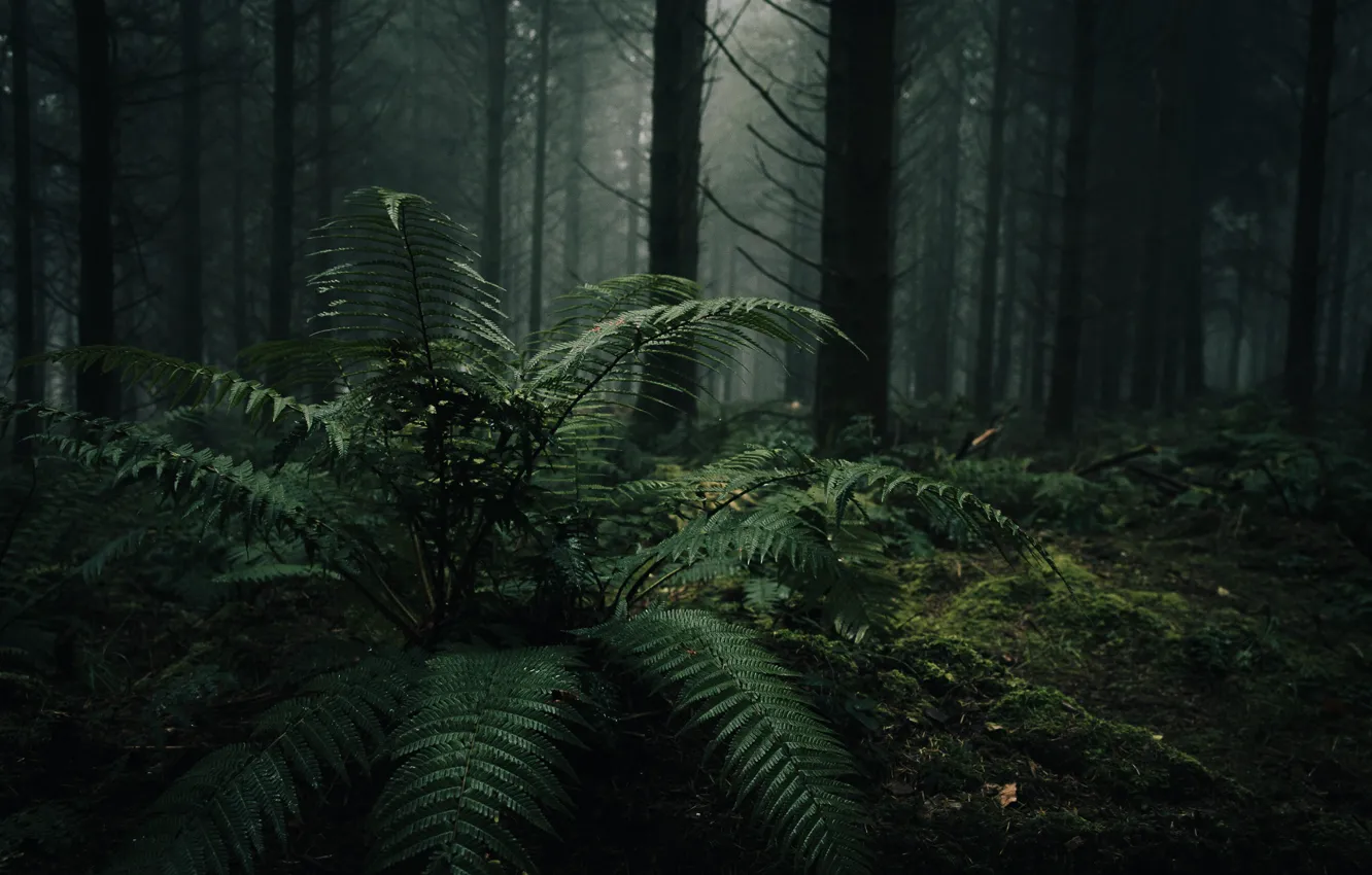 Photo wallpaper forest, trees, nature, fog, fern