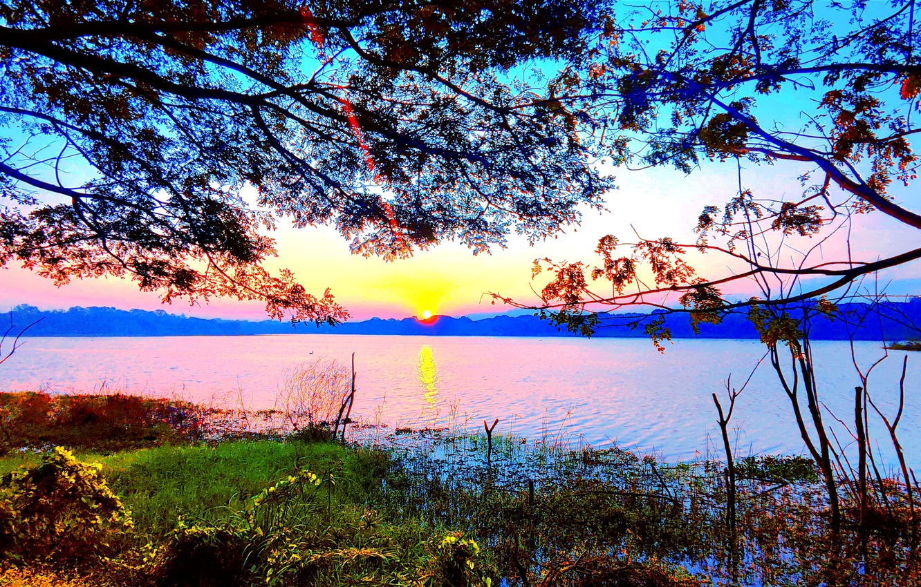 Photo wallpaper grass, sky, trees, water, lake, morning, sun, bushes
