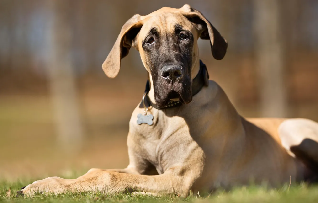 Photo wallpaper dog, dog, Great Dane