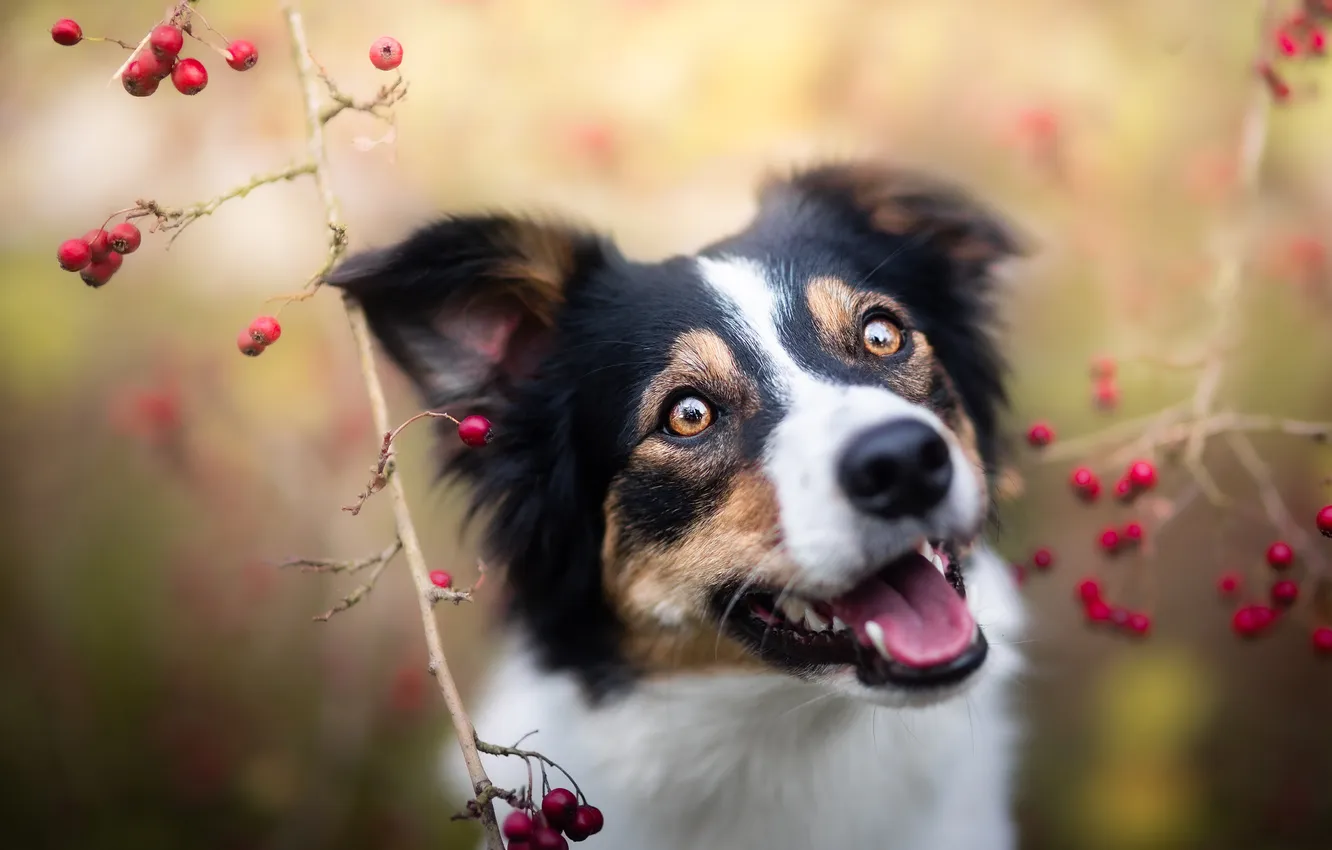 Photo wallpaper look, nature, pose, dog, face