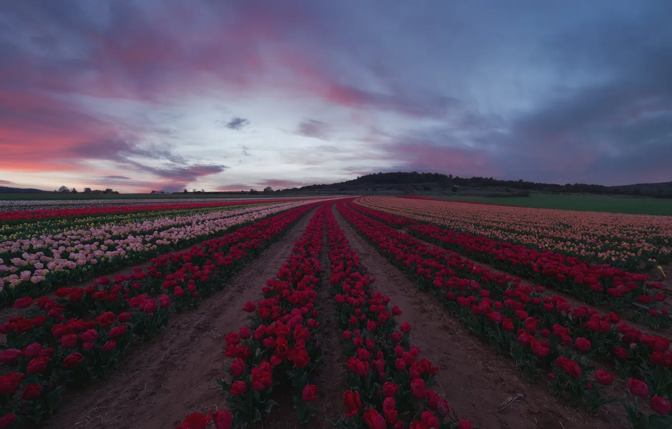 Photo wallpaper field, forest, the sky, clouds, flowers, red, hills, spring