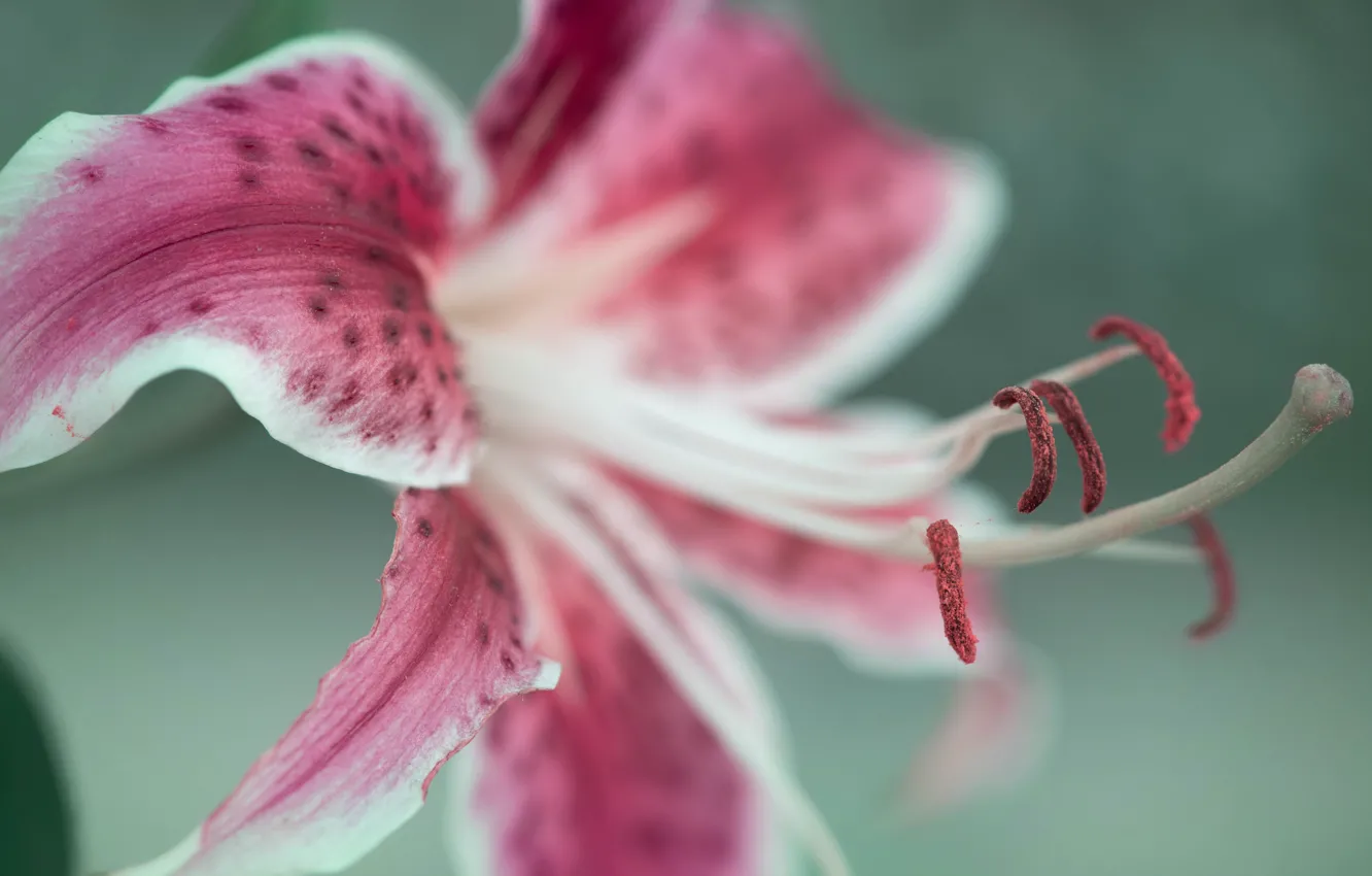 Photo wallpaper macro, flowers, Lily, petals