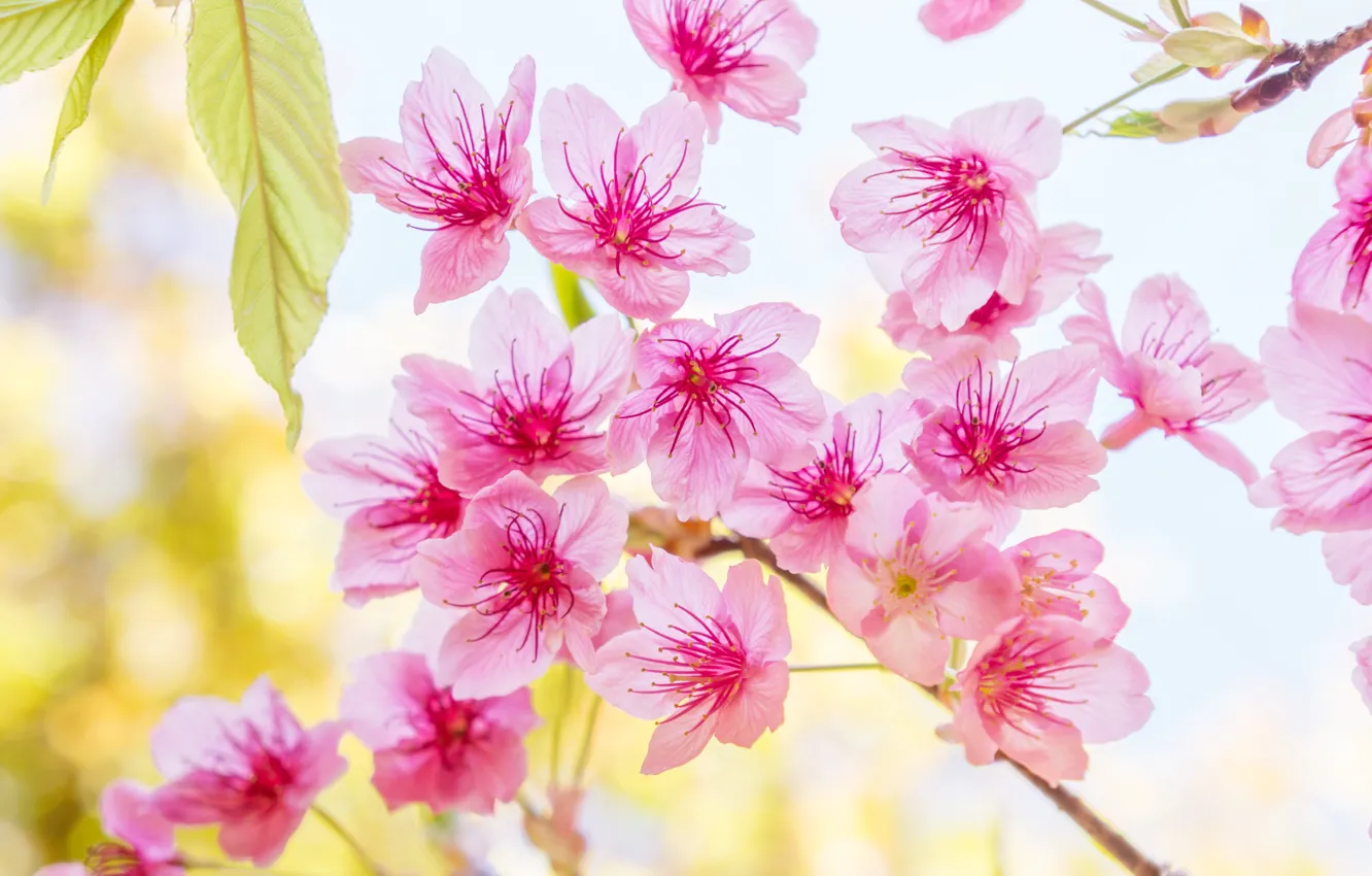 Photo wallpaper branches, spring, Sakura, flowering, pink, blossom, sakura, cherry