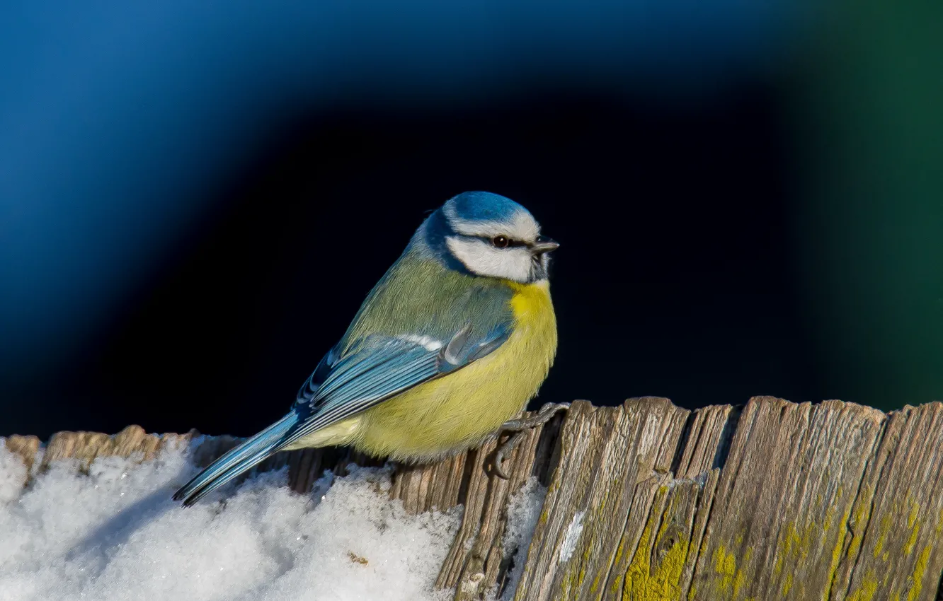 Photo wallpaper winter, bird, tit, blue tit