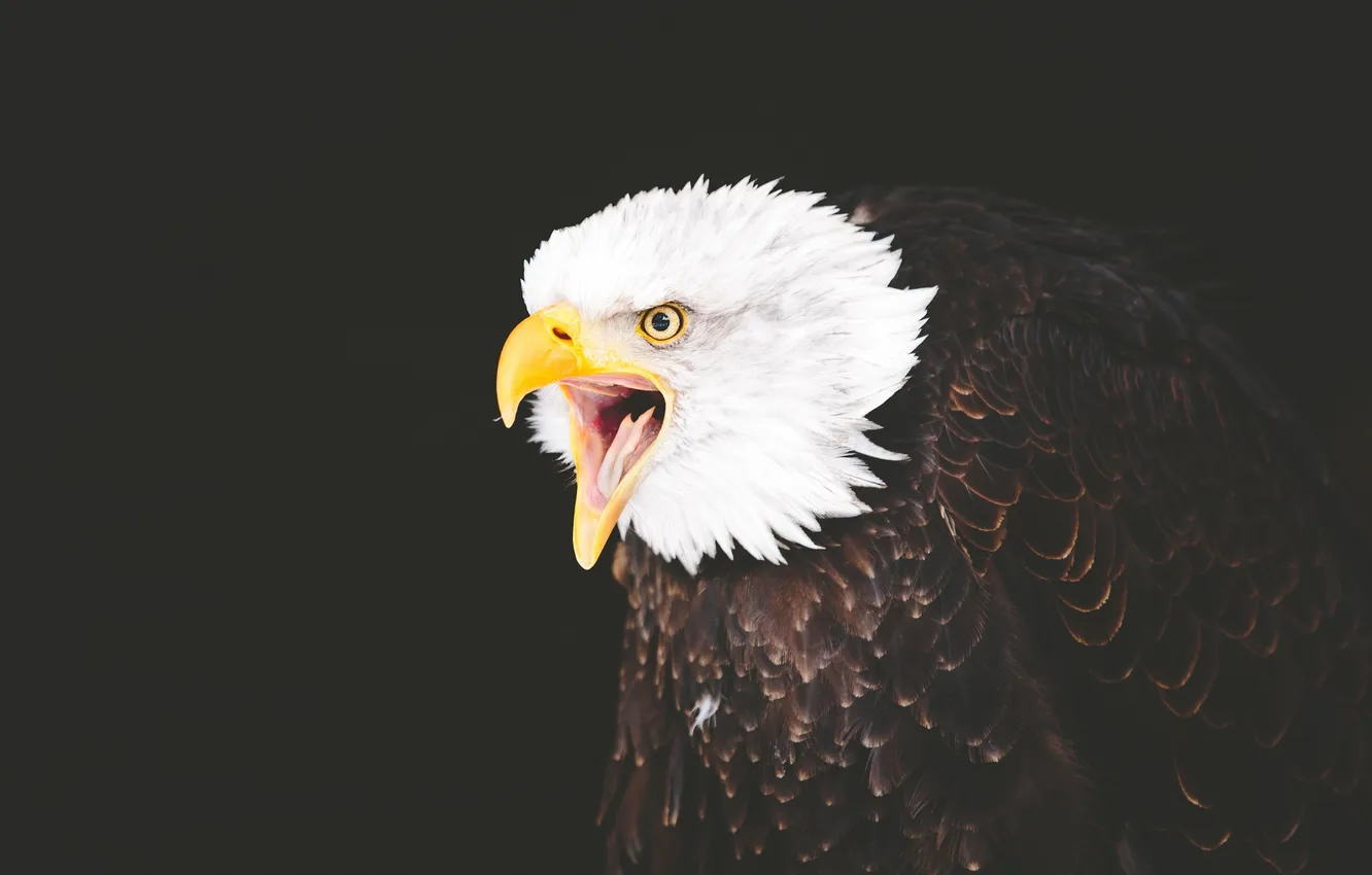 Photo wallpaper language, eyes, beak, Bald eagle