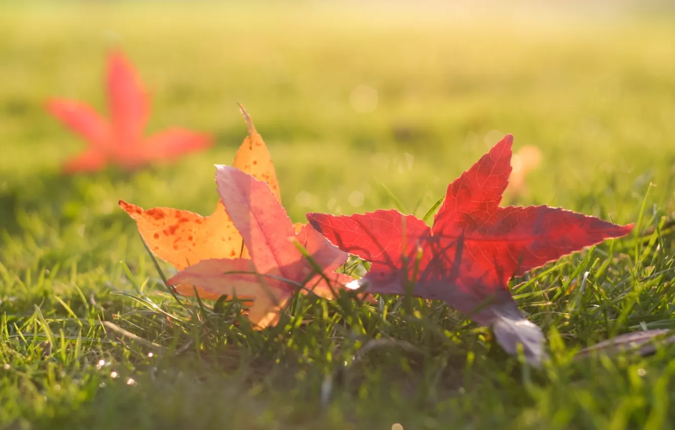 Photo wallpaper grass, leaves, the sun, macro, photo, background, Wallpaper, blur