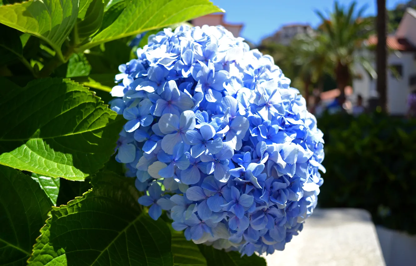Photo wallpaper photo, Flowers, Blue, Closeup, Hydrangea