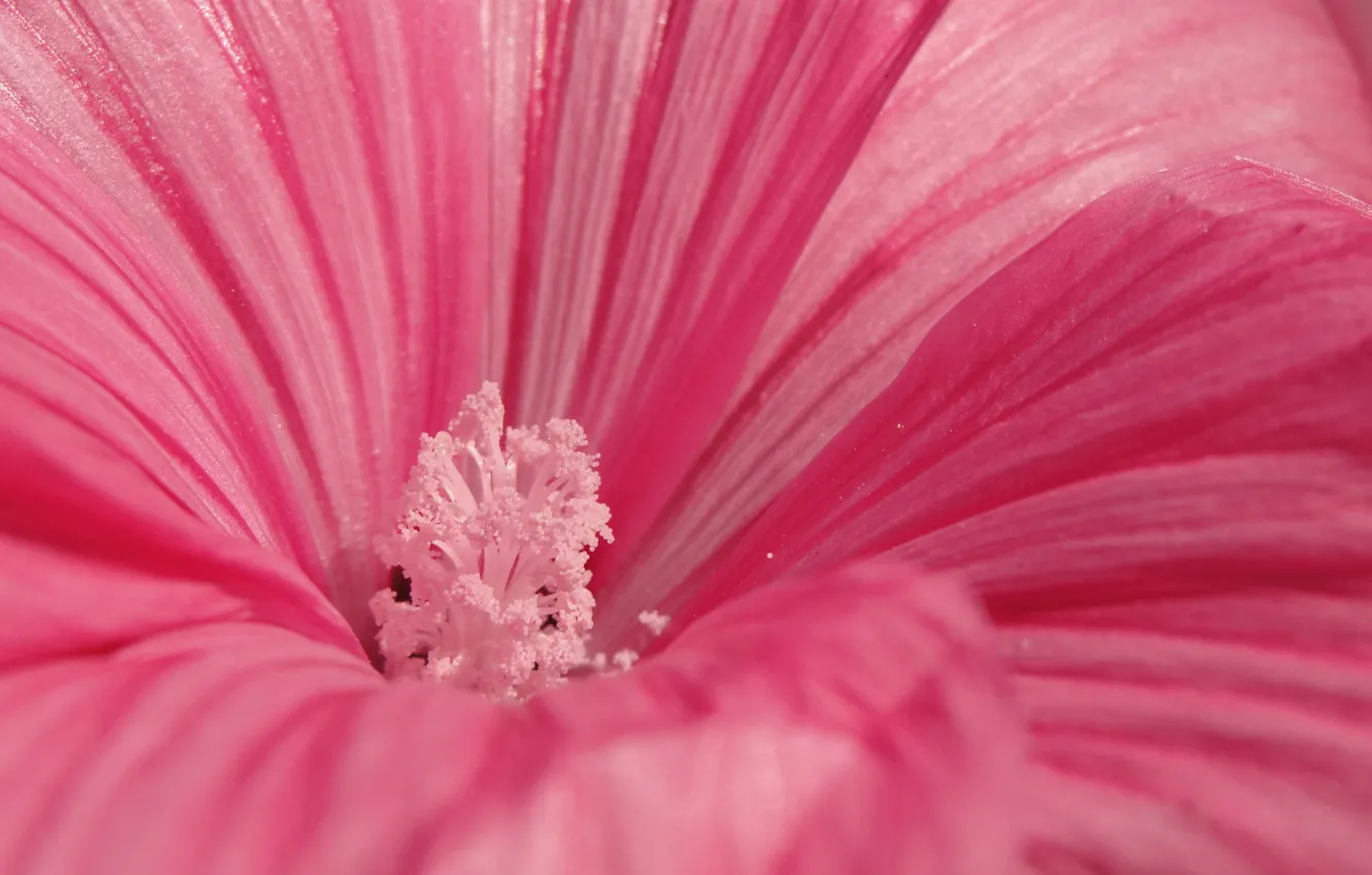 Photo wallpaper macro, flowers, pink