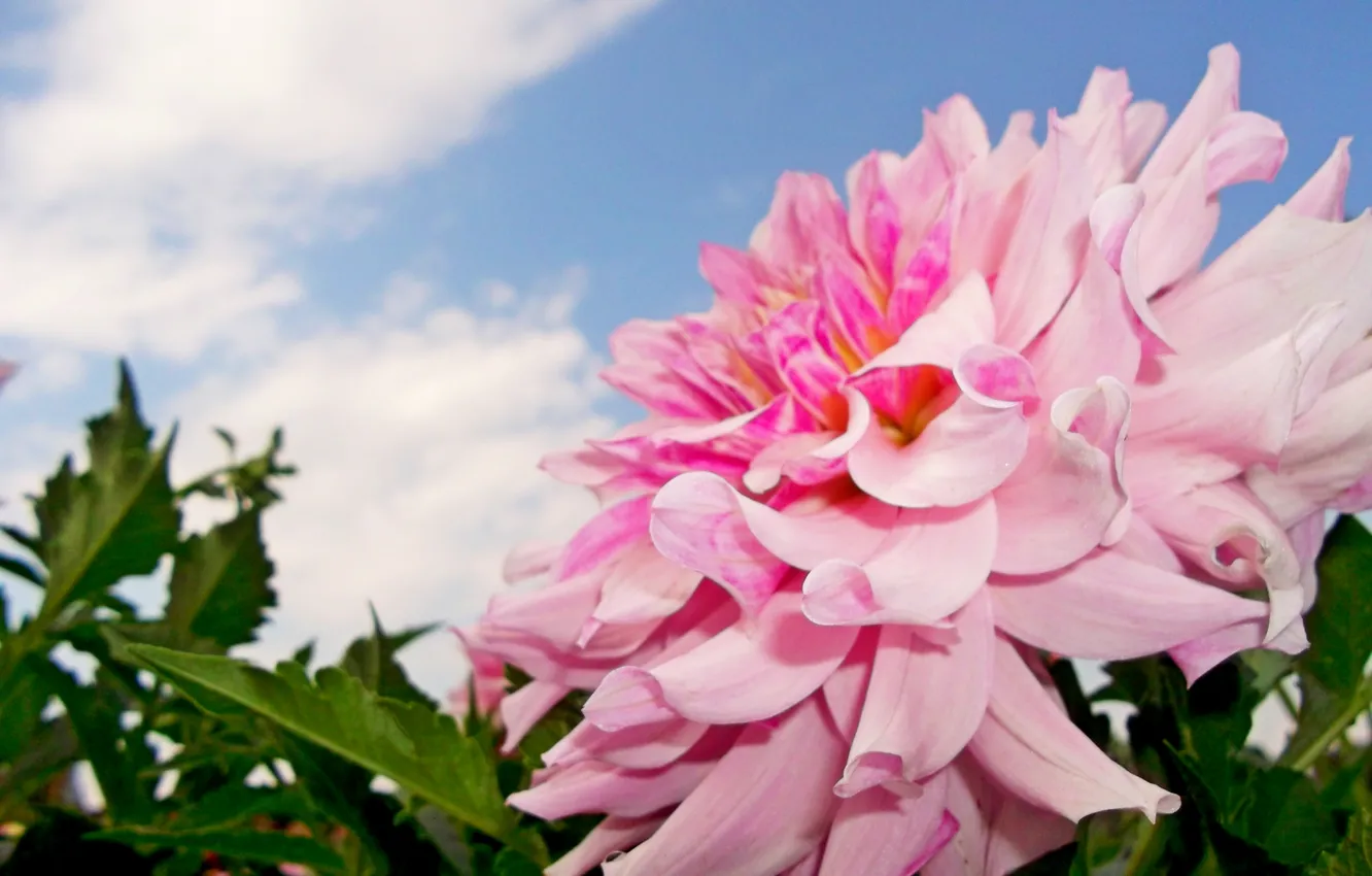 Photo wallpaper the sky, clouds, macro, blue, dahlias