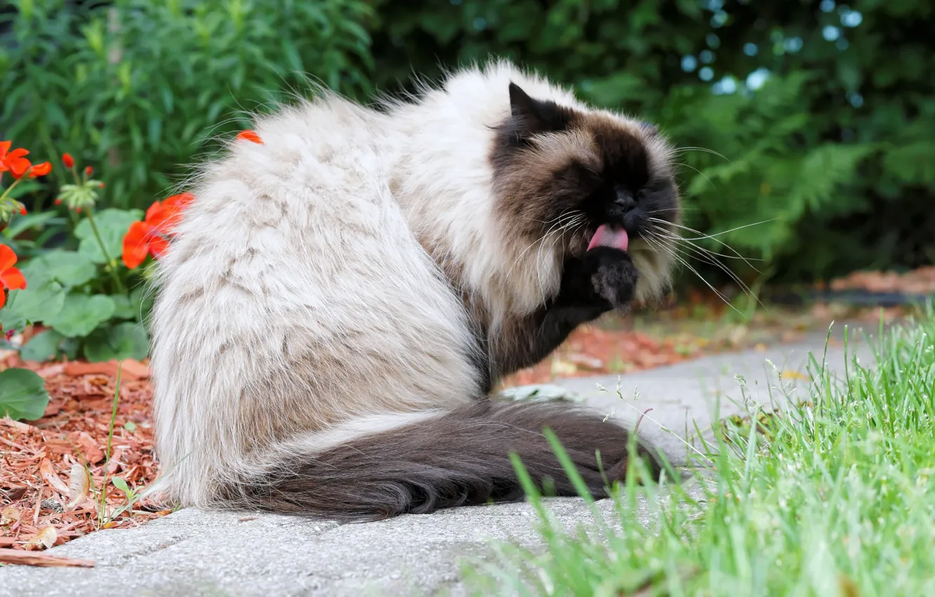 Photo wallpaper language, cat, wool, yard