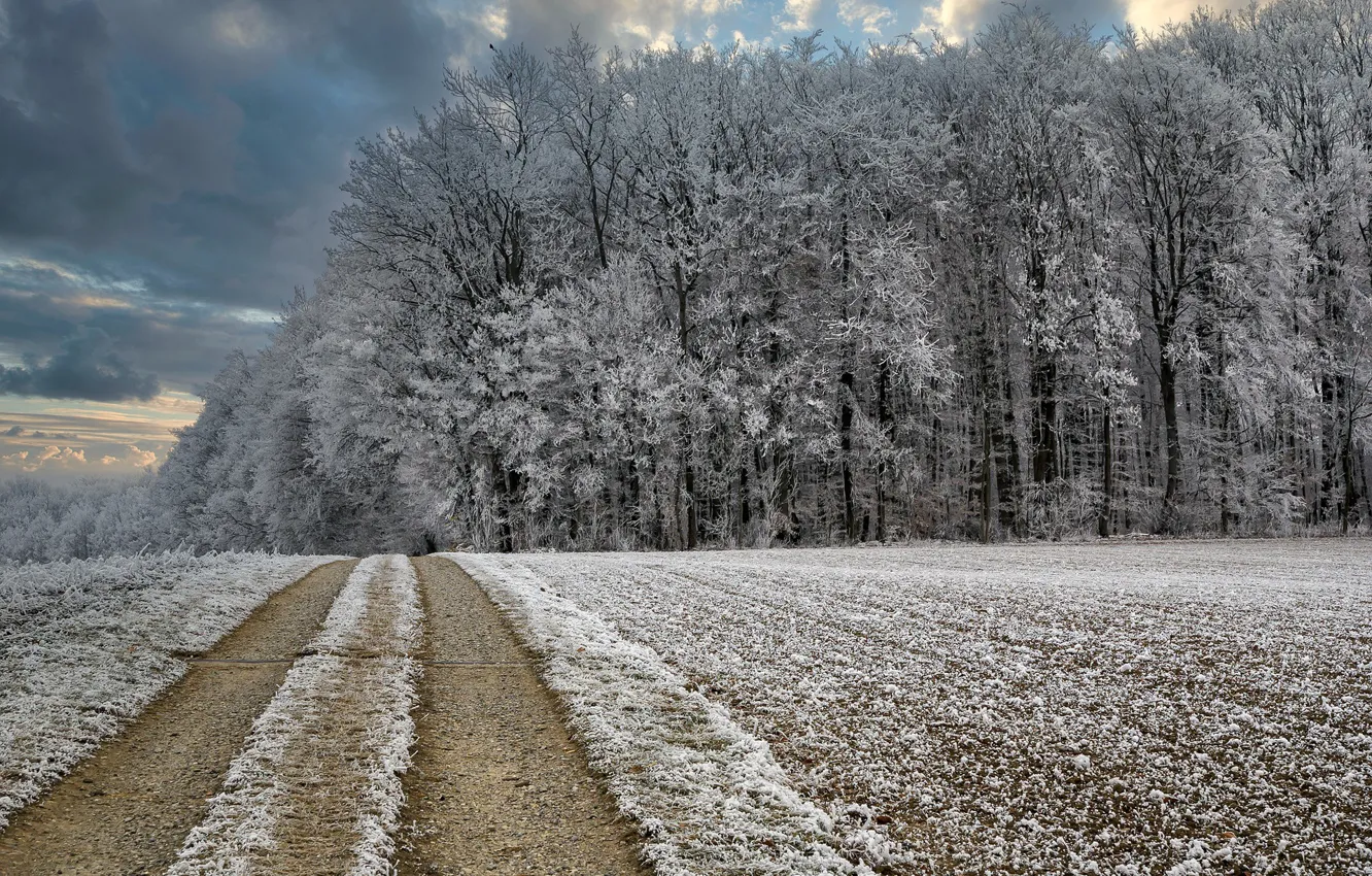 Photo wallpaper winter, road, forest, frost
