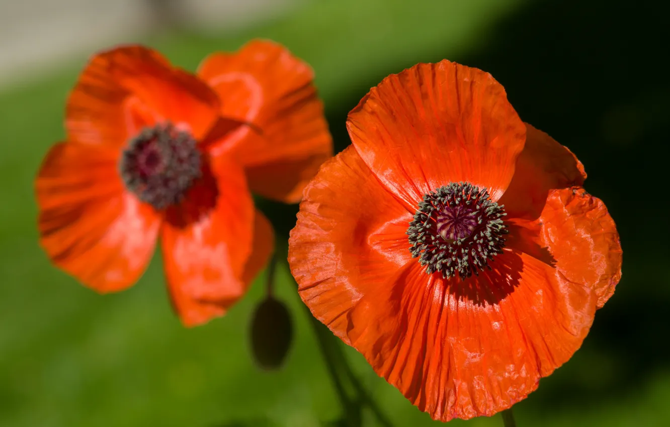 Photo wallpaper macro, red, Maki, Duo