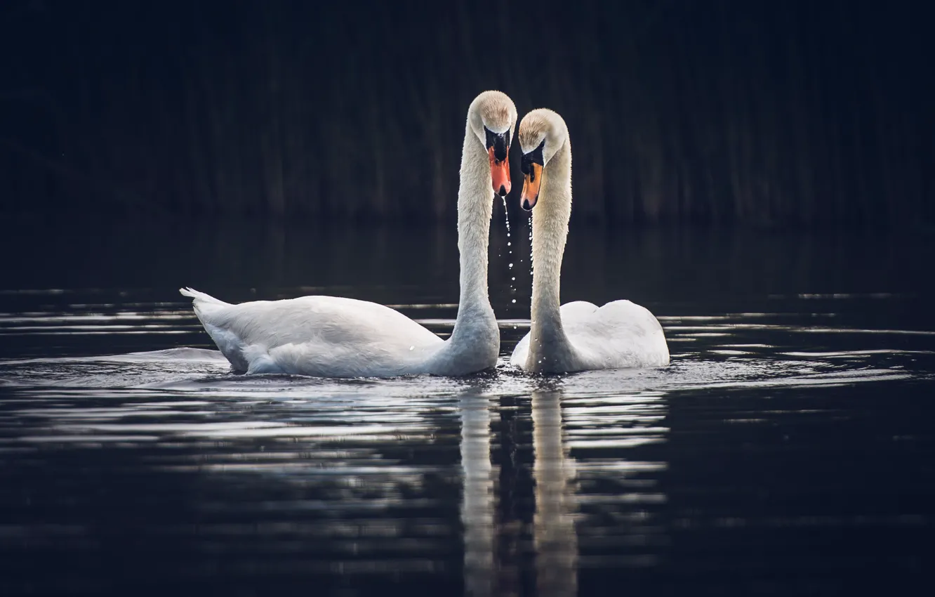 Photo wallpaper lake, bird, swans