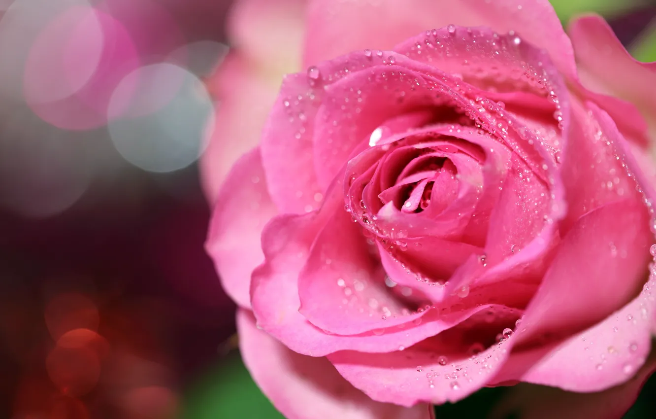 Photo wallpaper drops, macro, roses