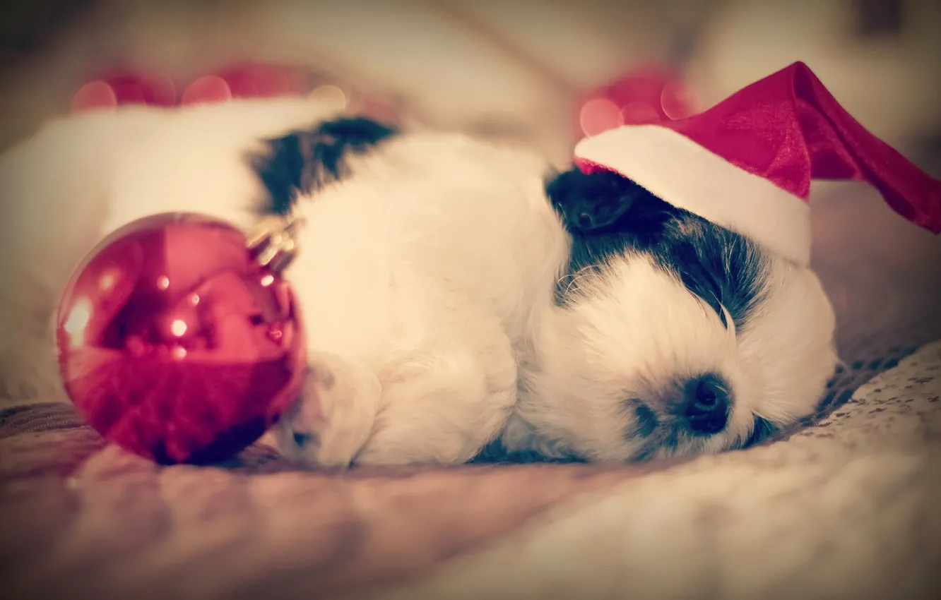 Photo wallpaper balls, sleep, dog, baby, sleeping, puppy, cap, Shih Tzu