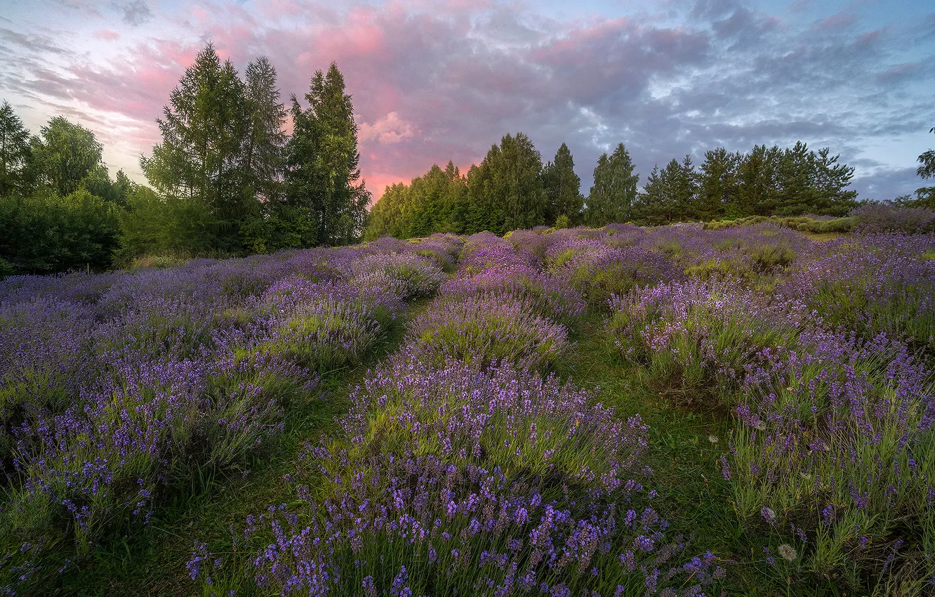 Photo wallpaper field, forest, clouds, trees, flowers, lavender, lilac, lavender field