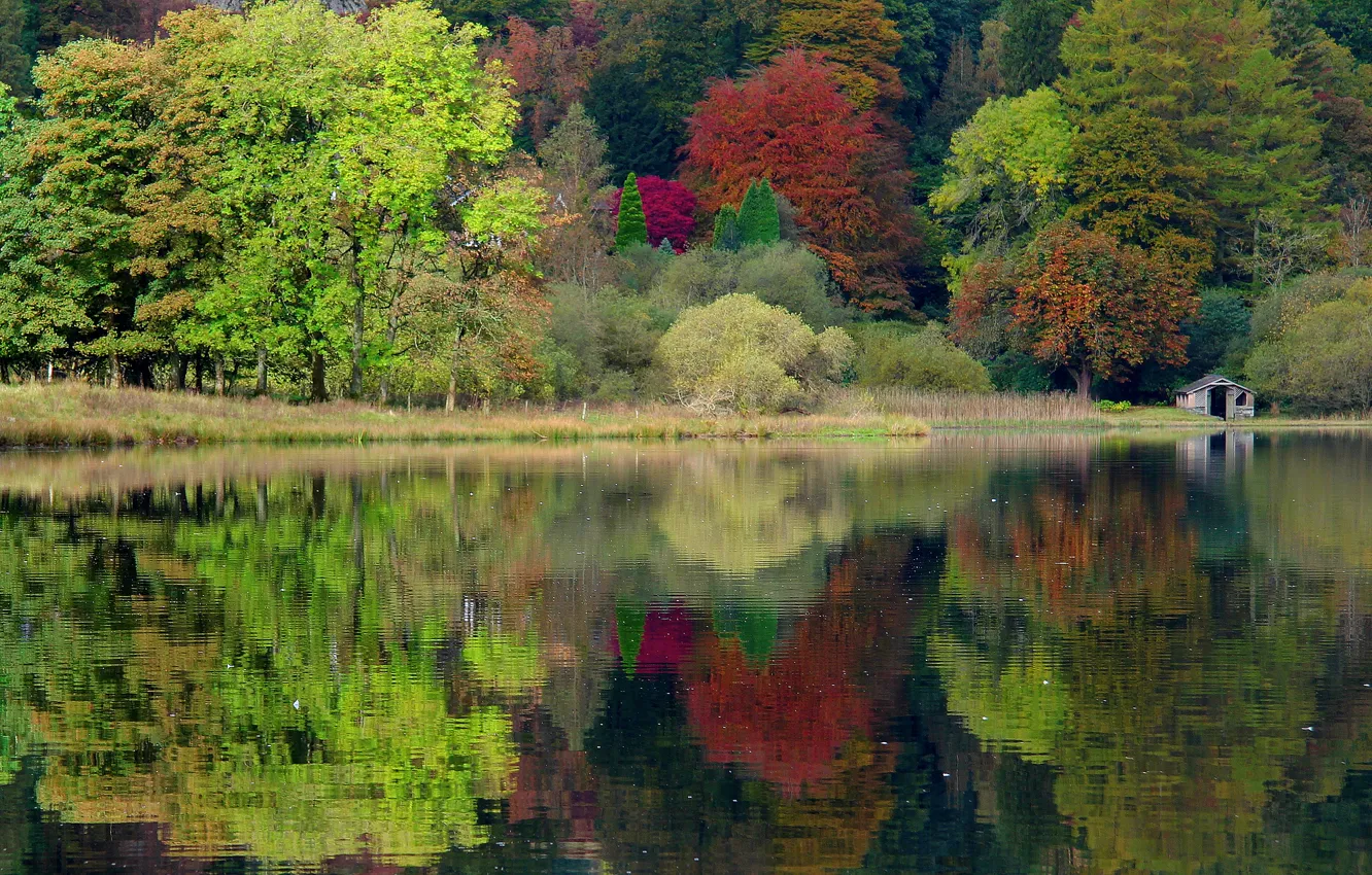 Photo wallpaper autumn, forest, trees, nature, lake, England, UK, England