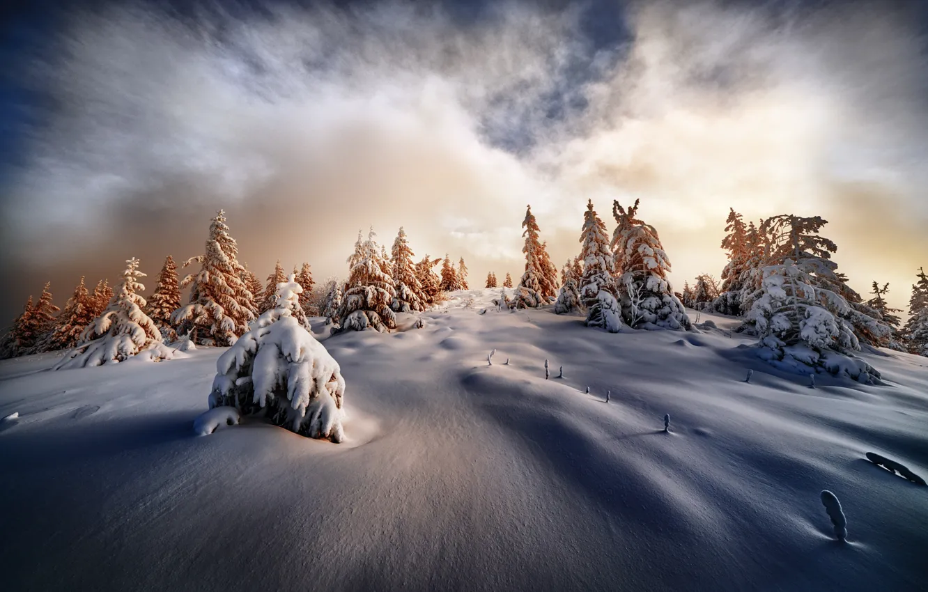Photo wallpaper winter, forest, the sky, clouds, snow, in the snow, ate, the snow