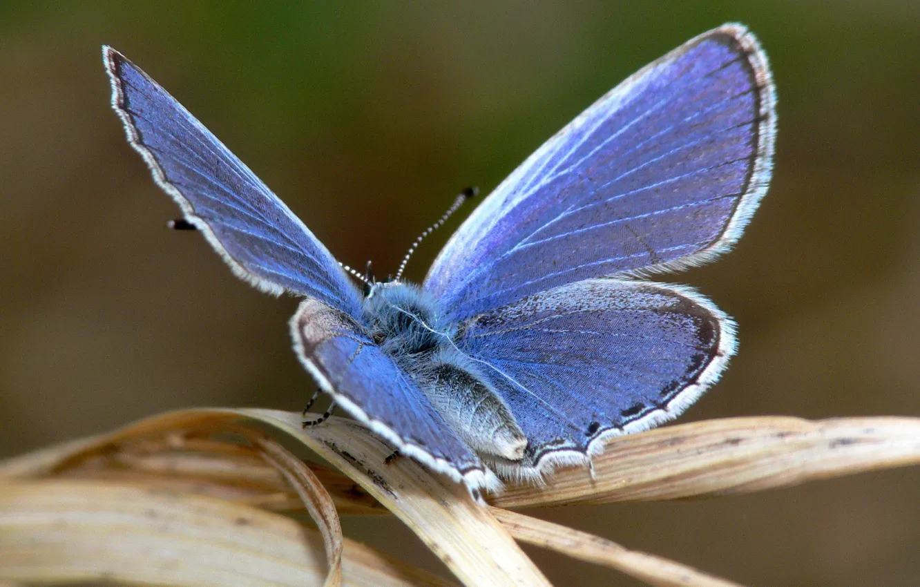 Photo wallpaper blue, sheet, Butterfly