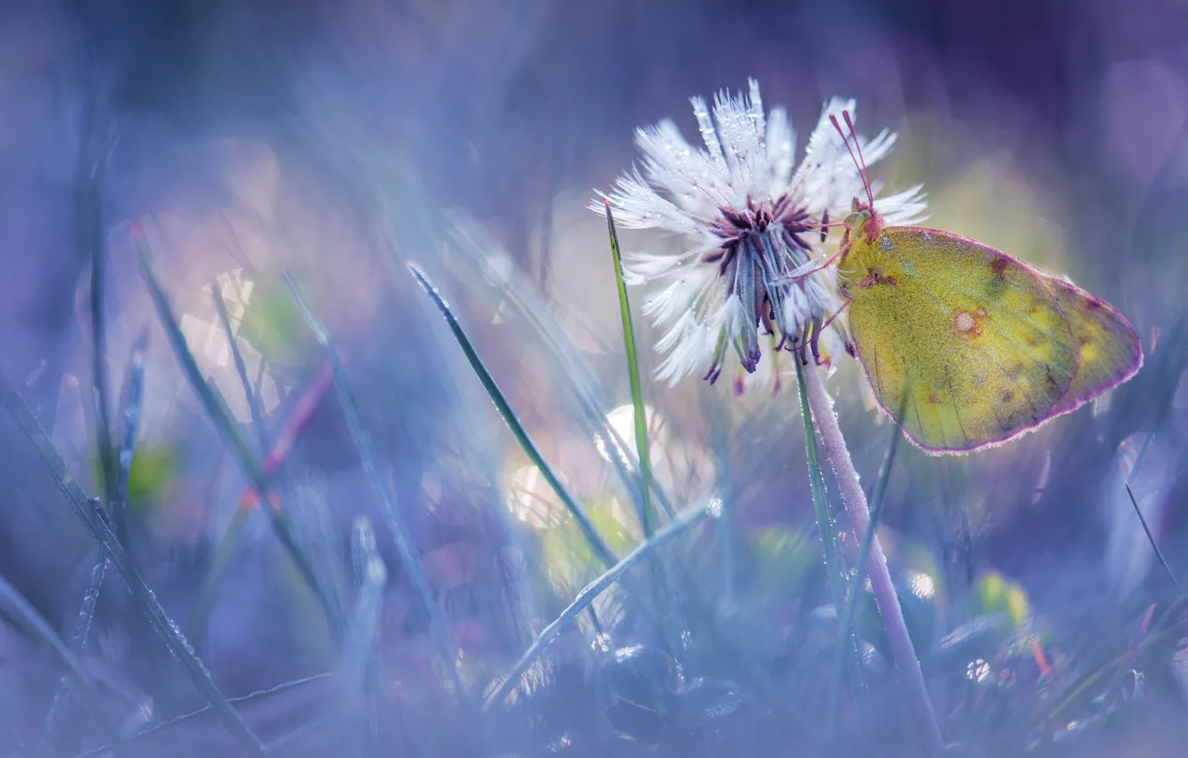 Photo wallpaper flower, grass, drops, macro, light, Rosa, glare, dandelion