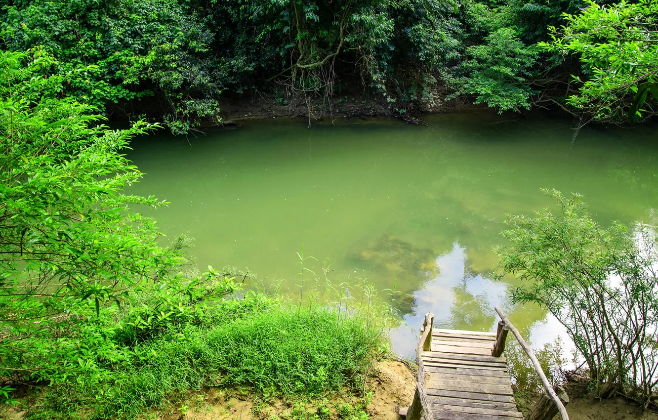 Photo wallpaper forest, trees, lake, pond, the bridge