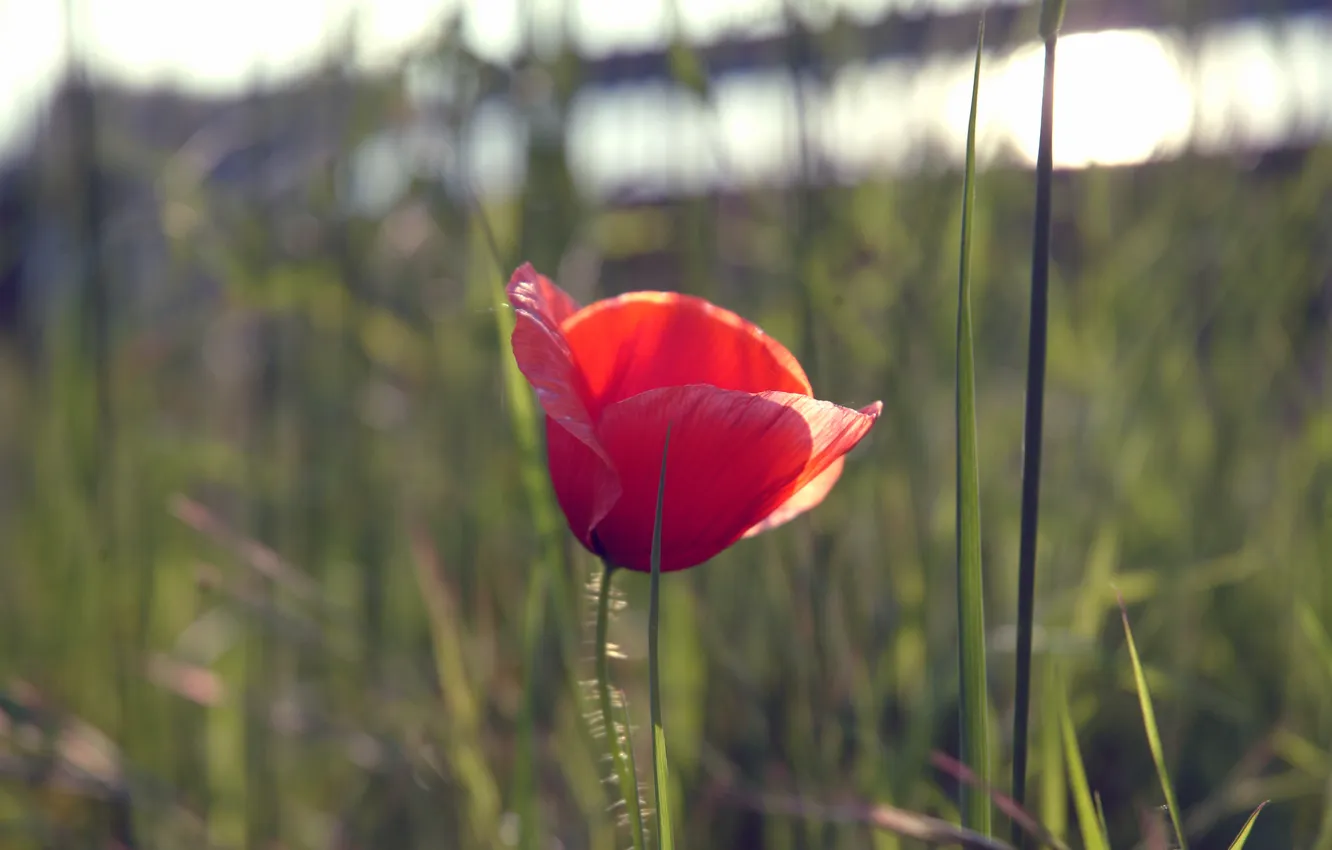 Photo wallpaper flowers, red, Mac
