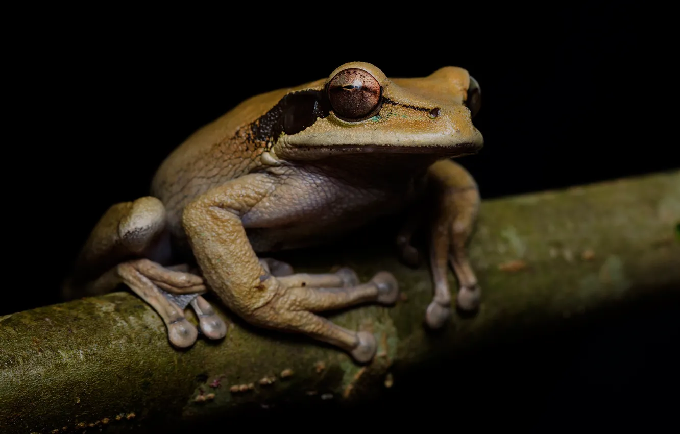 Photo wallpaper eyes, look, macro, pose, frog, branch, grey, black background