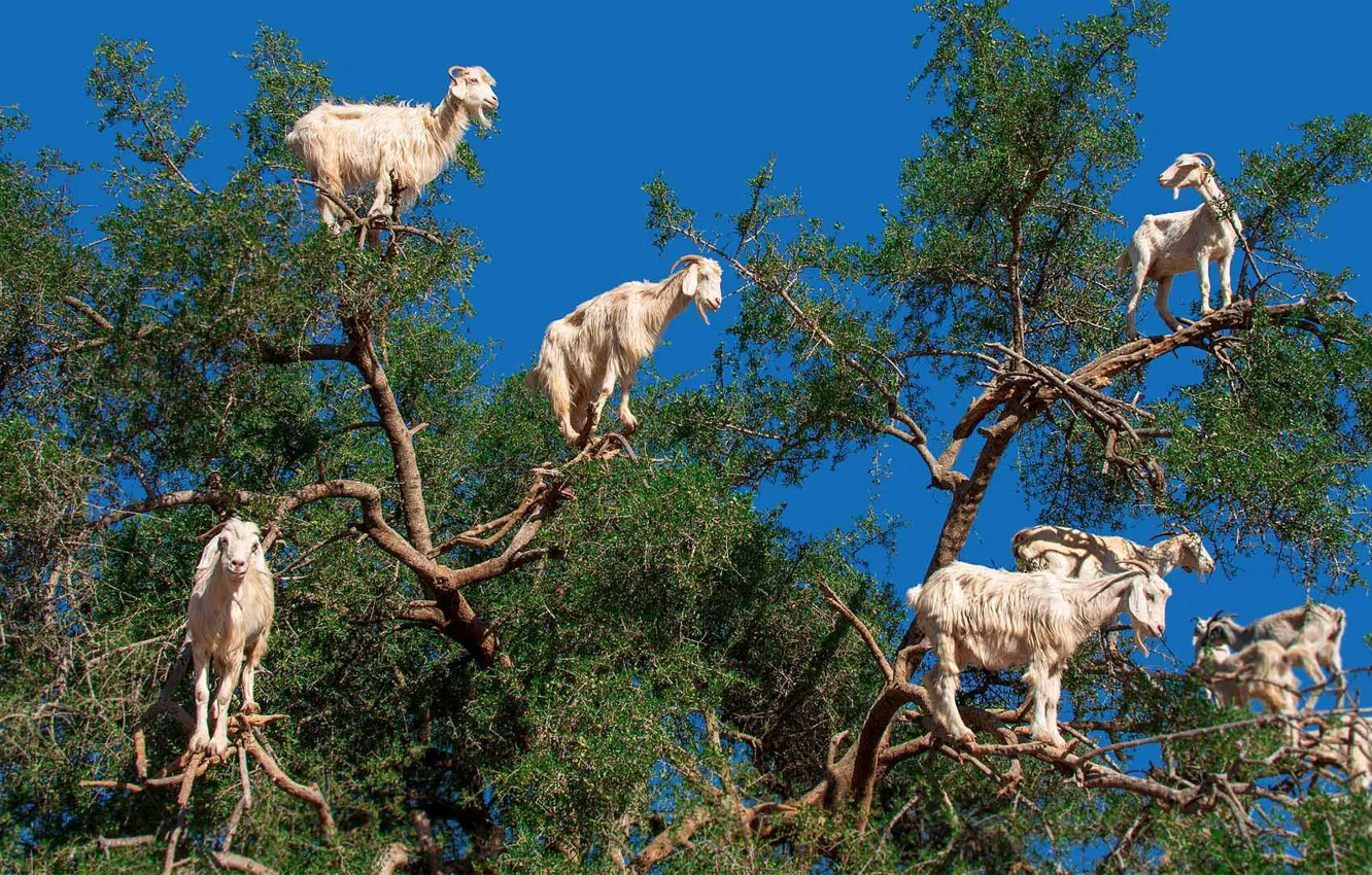 Photo wallpaper tree, goats, Morocco, agraniya