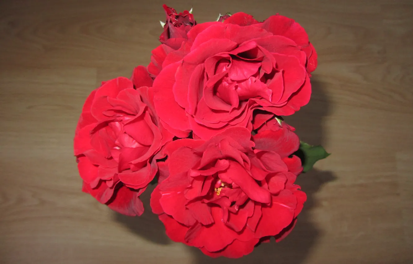 Photo wallpaper red, flowers, roses