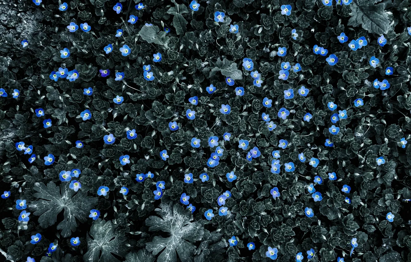 Photo wallpaper flowers, blue, blue, flowers, Black and white