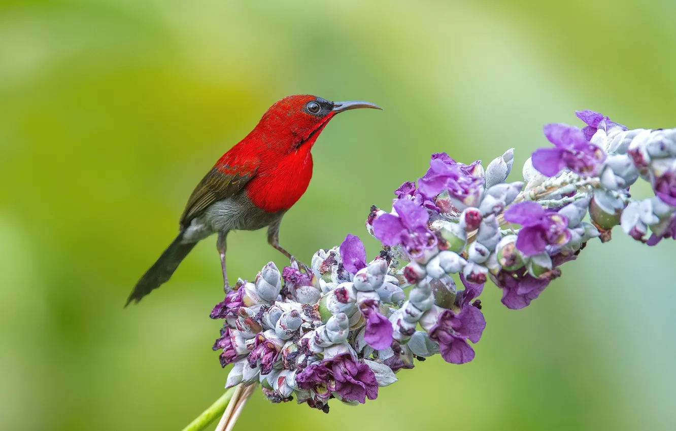Photo wallpaper background, bird, branch, bird, green background, red bird