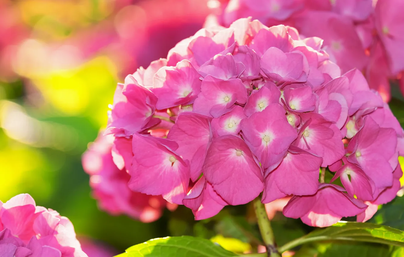 Photo wallpaper light, flowers, background, bright, petals, pink, blooming, bokeh