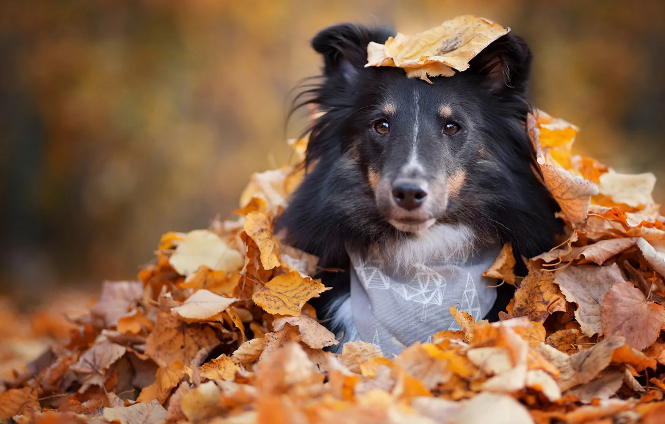 Photo wallpaper sadness, autumn, eyes, face, leaves, Park, background, foliage