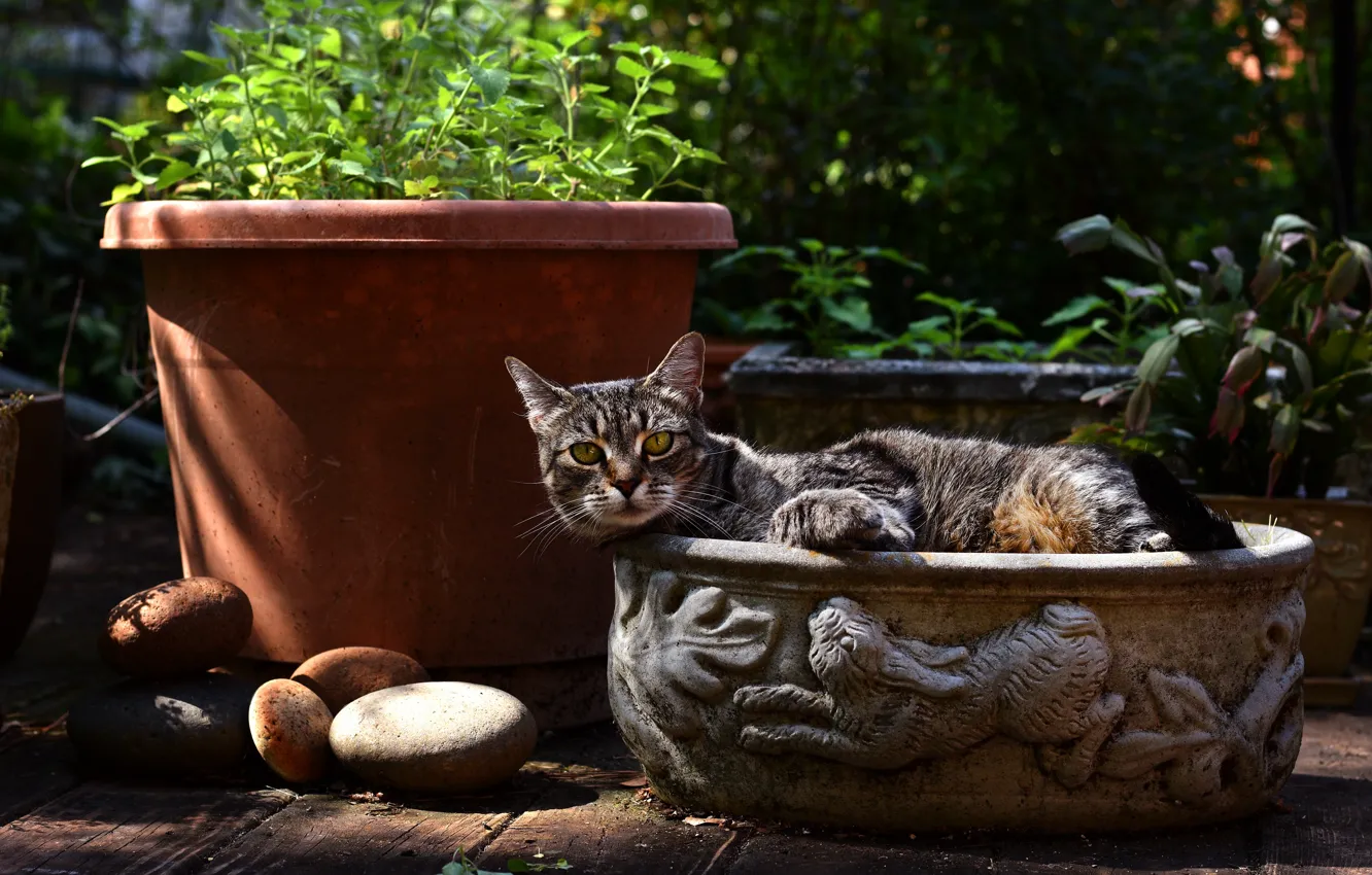 Photo wallpaper cat, summer, cat, look, leaves, nature, comfort, stones