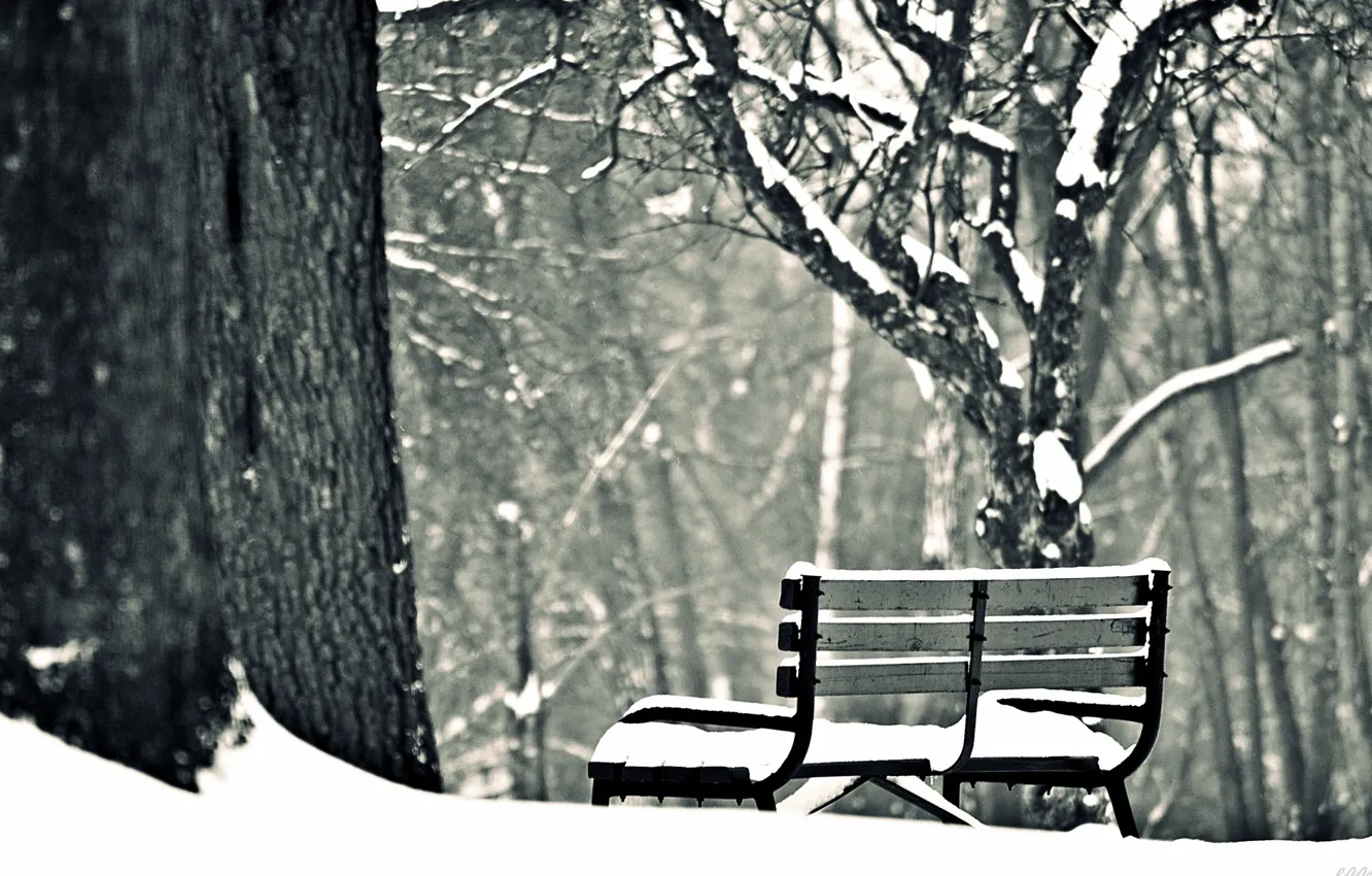Photo wallpaper winter, snow, trees, bench, background, widescreen, Wallpaper, mood